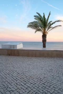 Palm Tree Stock Photos