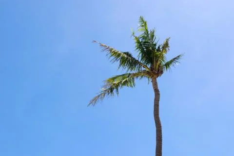 Palm Tree Stock Photos