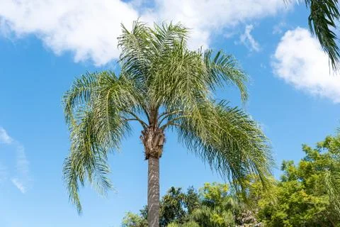 Palm Tree Stock Photos