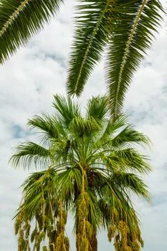 Palm tree  Stock Photos