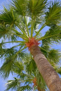 Palm Tree Stock Photos
