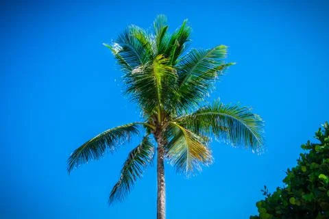 Palm Tree Stock Photos