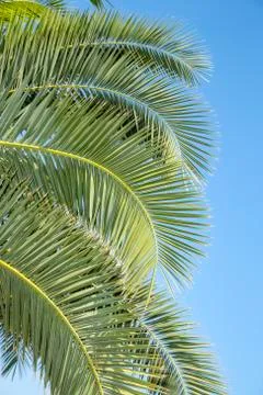 Palm tree Stock Photos