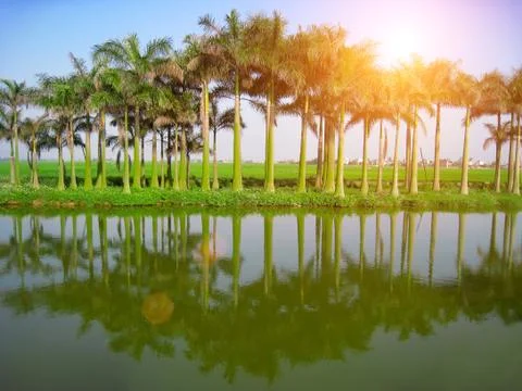 Palm tree Stock Photos