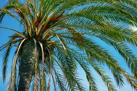 Palm tree Stock Photos