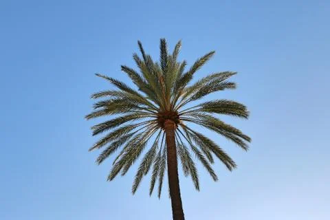 Palm tree Stock Photos