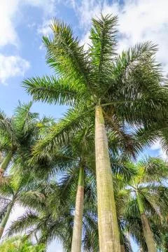 Palm tree Stock Photos