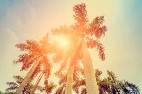 Palm tree Stock Photos