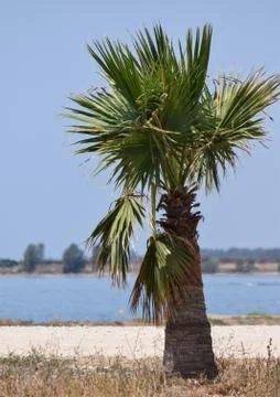 Palm Tree Stock Photos