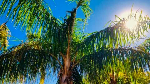 Palm tree Stock Photos
