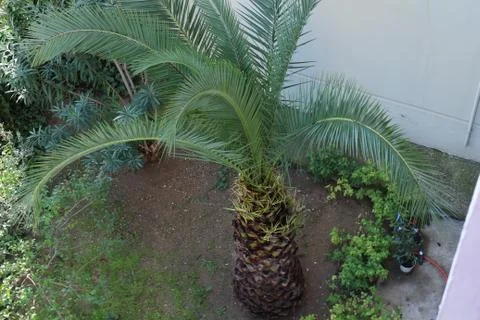 Palm tree from up Stock Photos