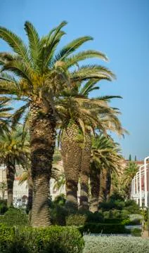 Palm tree Stock Photos