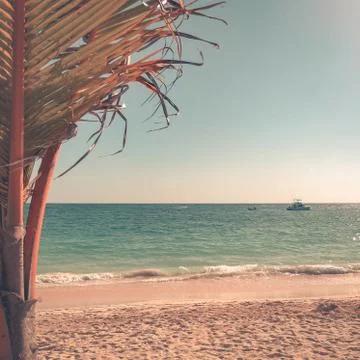 Palm tree Stock Photos