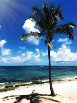 Palm tree Stock Photos