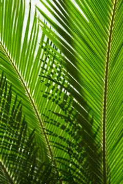 Palm tree Stock Photos