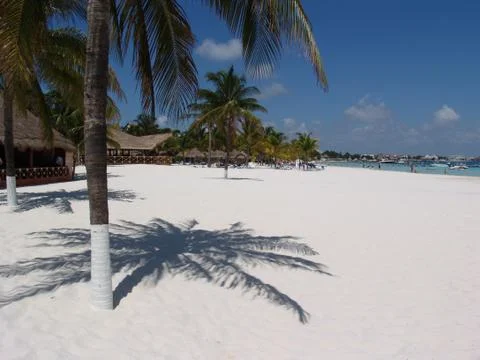 Palm tree Stock Photos