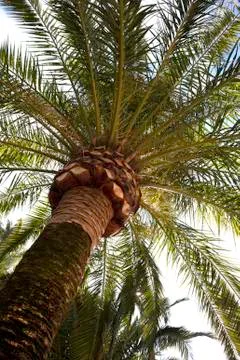 Palm Tree Stock Photos