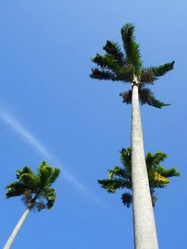 Palm Tree 스톡 사진