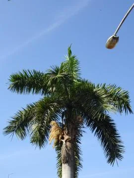 Palm Tree 스톡 사진