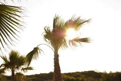 Palm tree Stock Photos