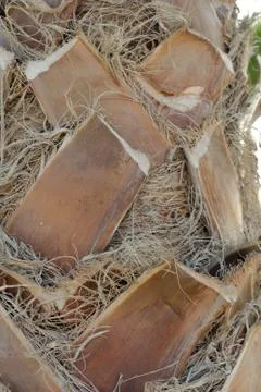 Palm tree Stock Photos