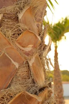 Palm tree Stock Photos