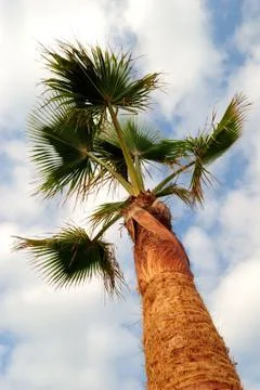 Palm tree Stock Photos
