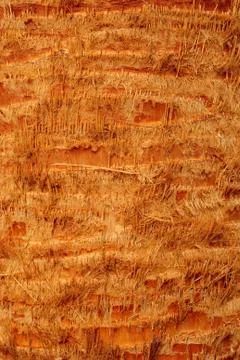 Palm tree Stock Photos