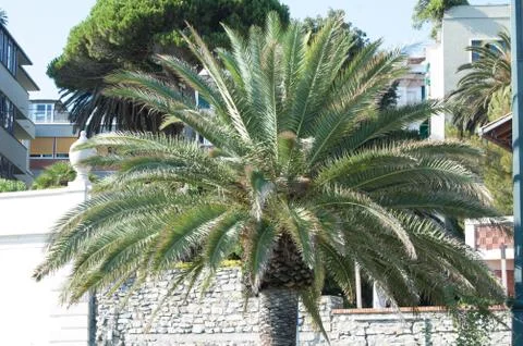 Palm tree Stock Photos