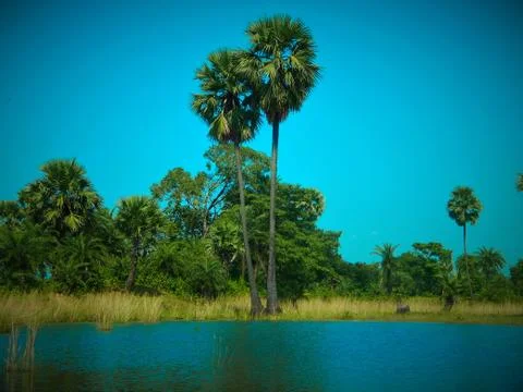 The palm tree Stock Photos