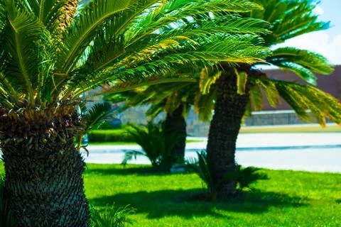 Palm tree Foto stock