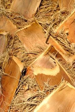 Palm tree Stock-Fotos