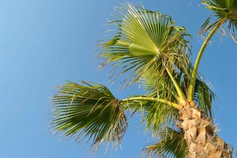 Palm tree Stock-Fotos