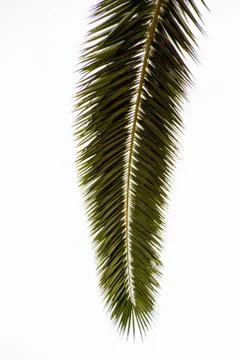 Palm Tree Stock Photos