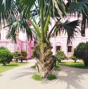 Palm Tree Stock Photos