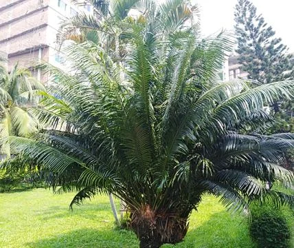 Palm Tree Stock Photos