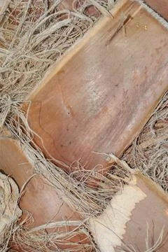 Palm tree Stock Photos