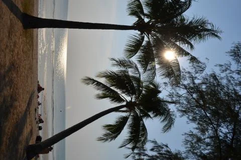 Palm tree Foto stock