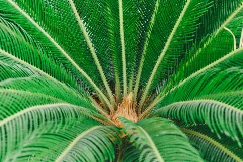 Palm tree Stock Photos