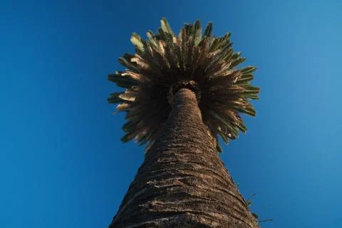 Palm Tree Stock Photos