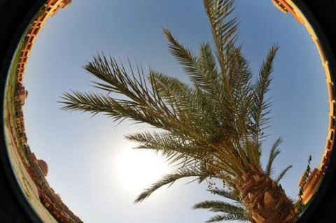 Palm tree Stock Photos