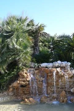 Palm tree Stock Photos