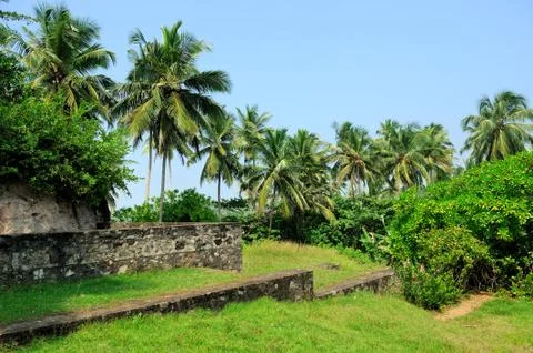 Palm tree Foto stock