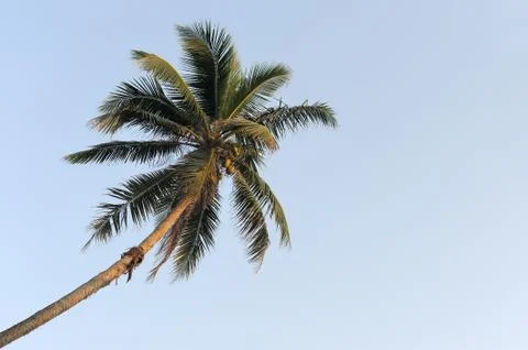 Palm tree 写真素材
