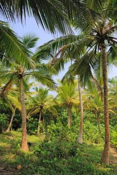 Palm tree Foto stock
