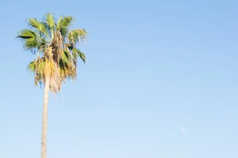 Palm tree Stock Photos