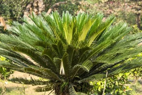 A Palm tree 스톡 사진