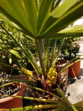 PALM  TREE Stock Photos