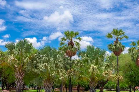 Palm tree Stock Photos