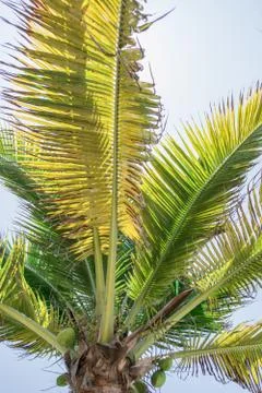 Palm tree Stock Photos